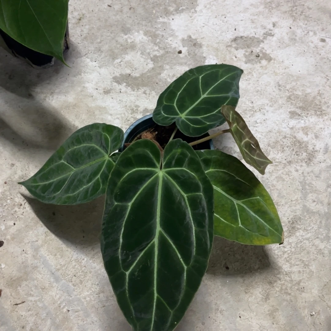 无花朵贝斯杂（福利无售后
