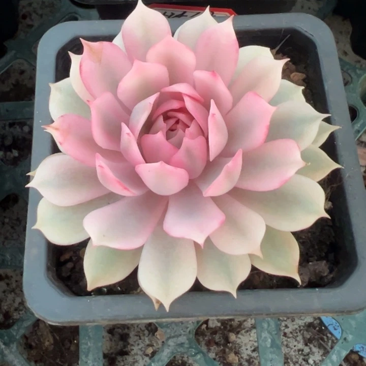 粉蝶锦一物一拍锦龙