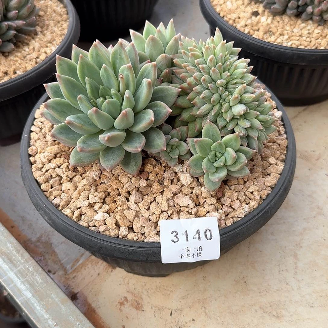 嘟*3140号松露美人缀化