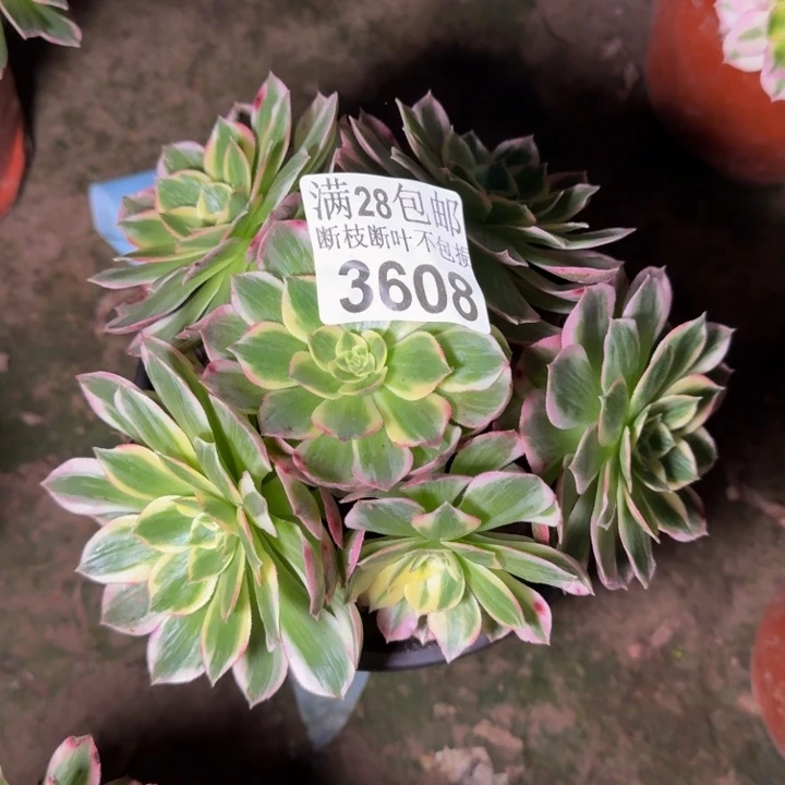 3608海王多肉植物