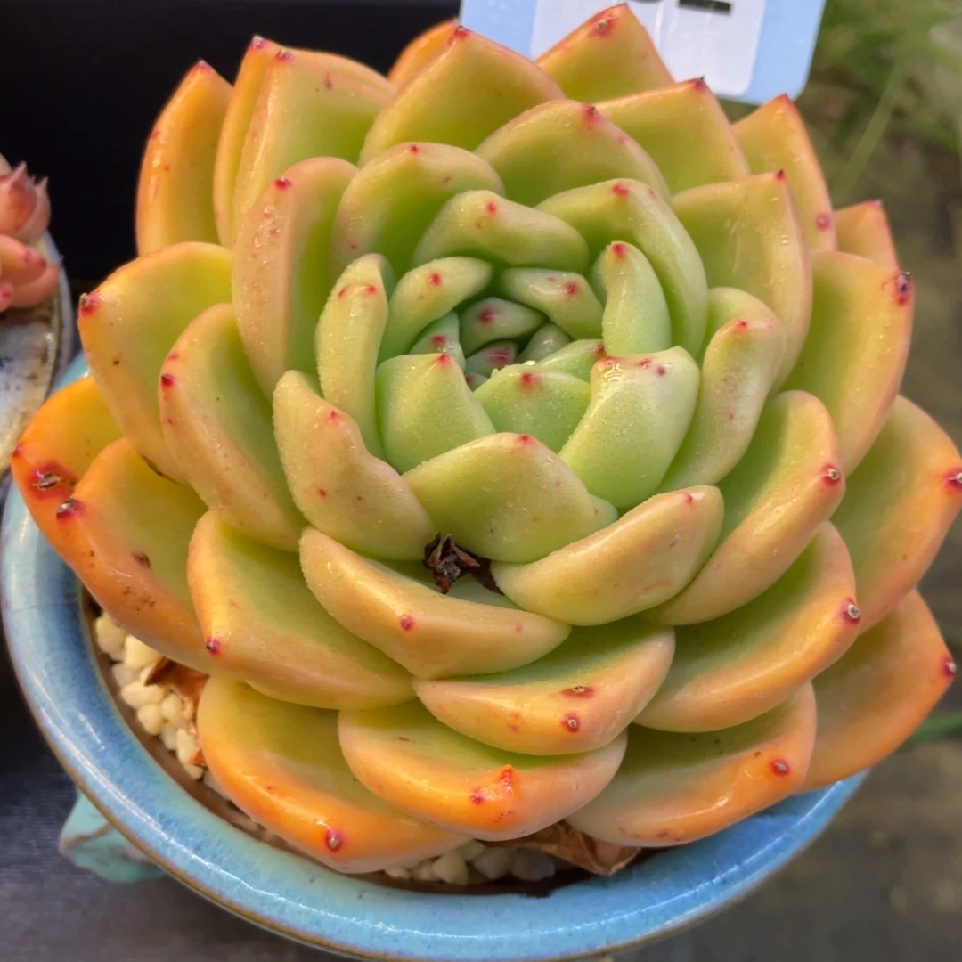 多肉植物盆栽多肉的