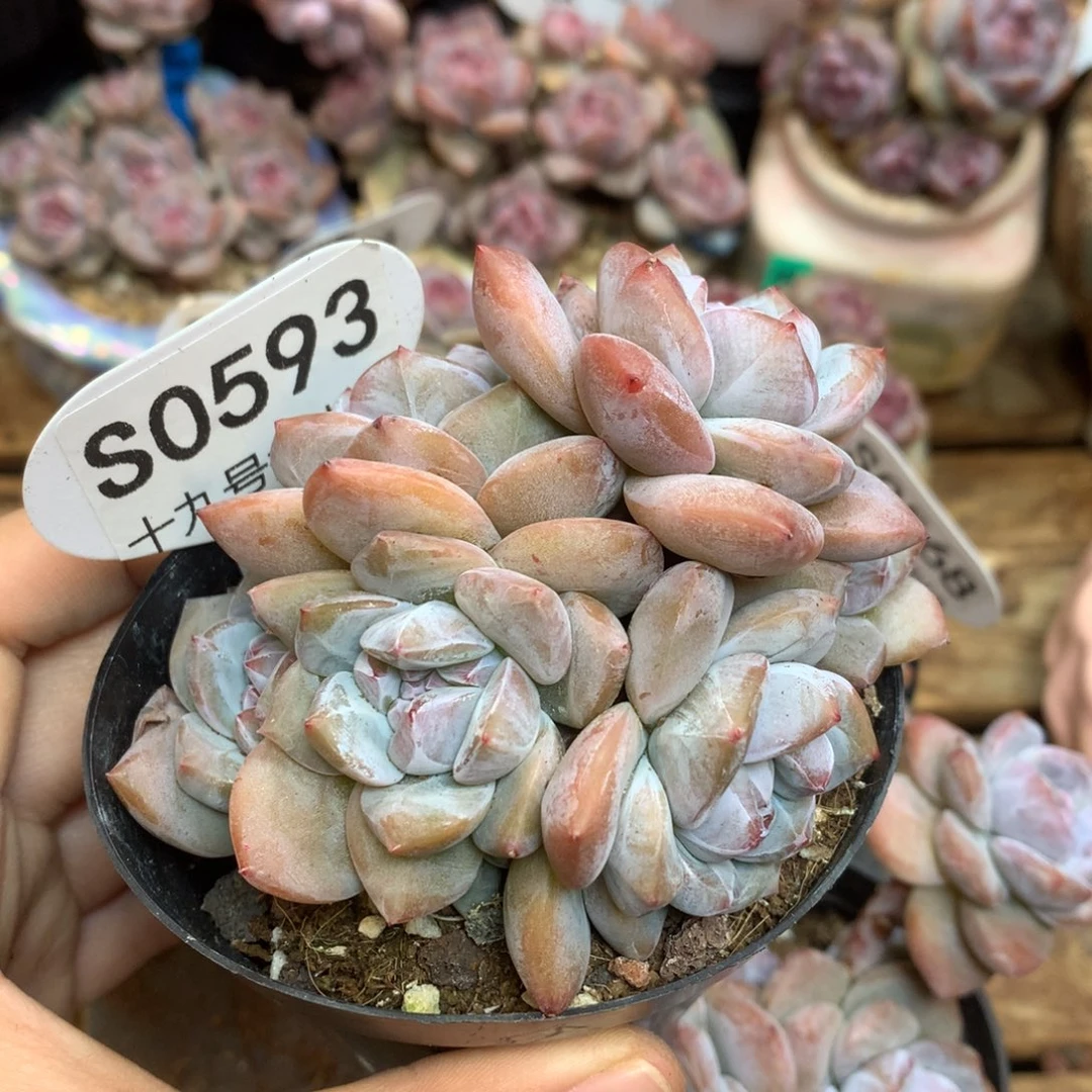 S0593 突尼斯 6头 背景同款