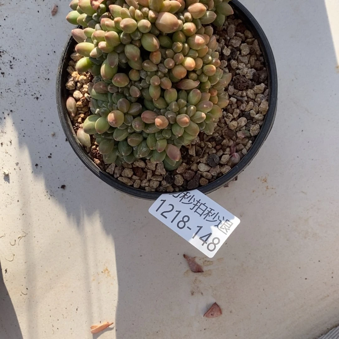 夏*y秒拍秒退 1218-148千代田缀