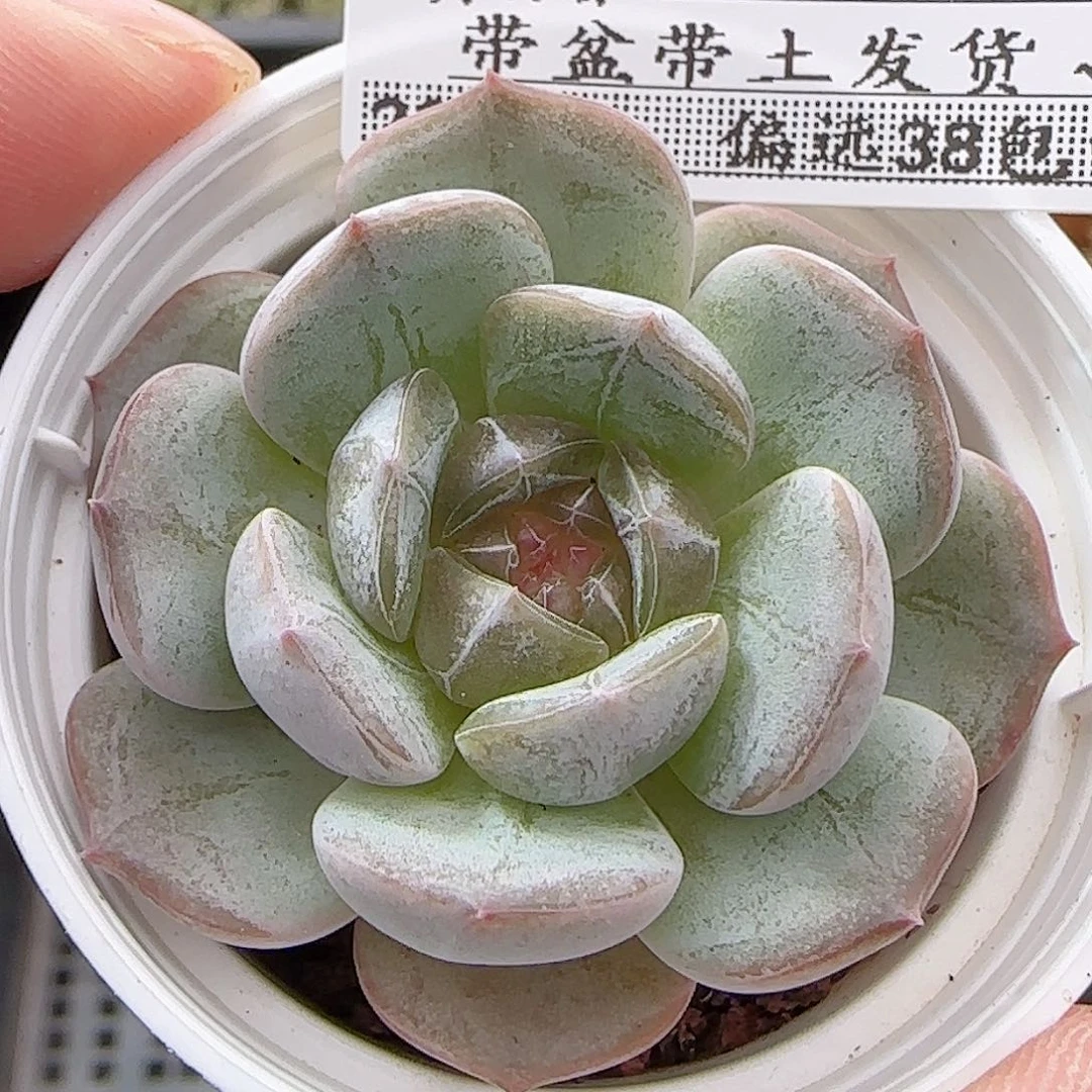 多肉0917--153白恋