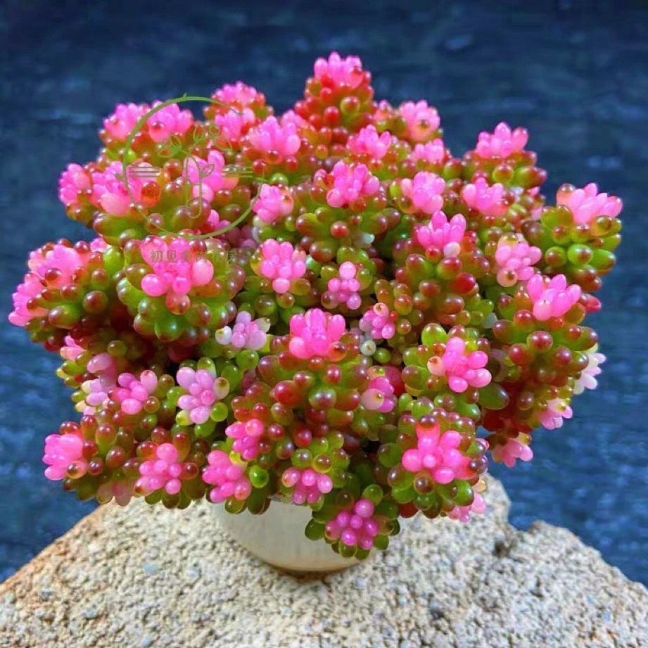 彩色浆果多肉植物七彩龙珠老桩多头虹之玉锦室内阳台办公室盆栽