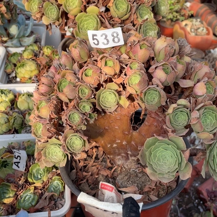 538号微瑕玫瑰朵朵缀24厘米