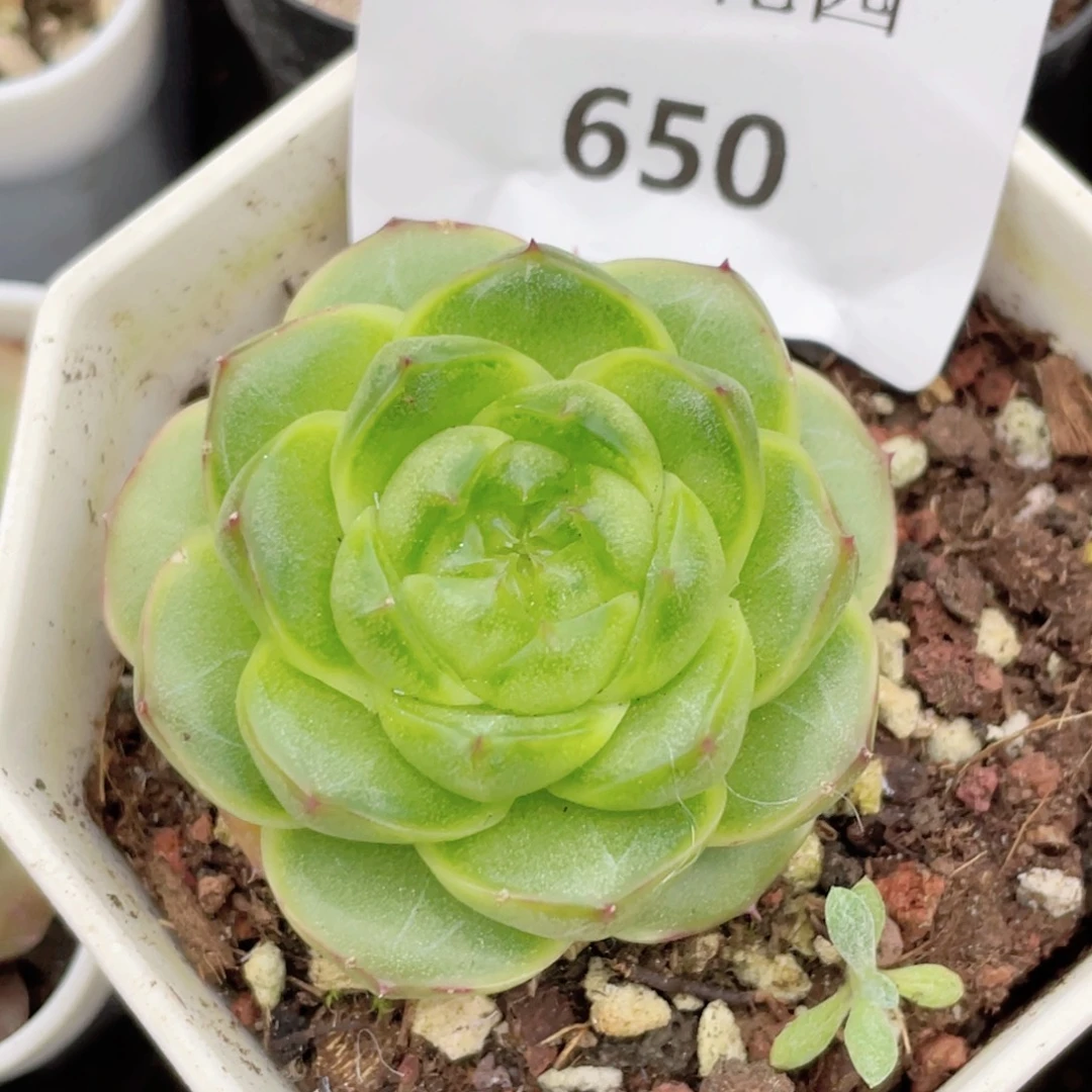 650号糖心冰心珍妮 爱彼