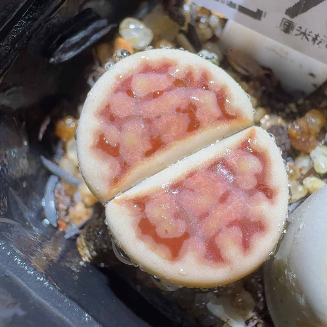 zzzz生石花肉锥1094