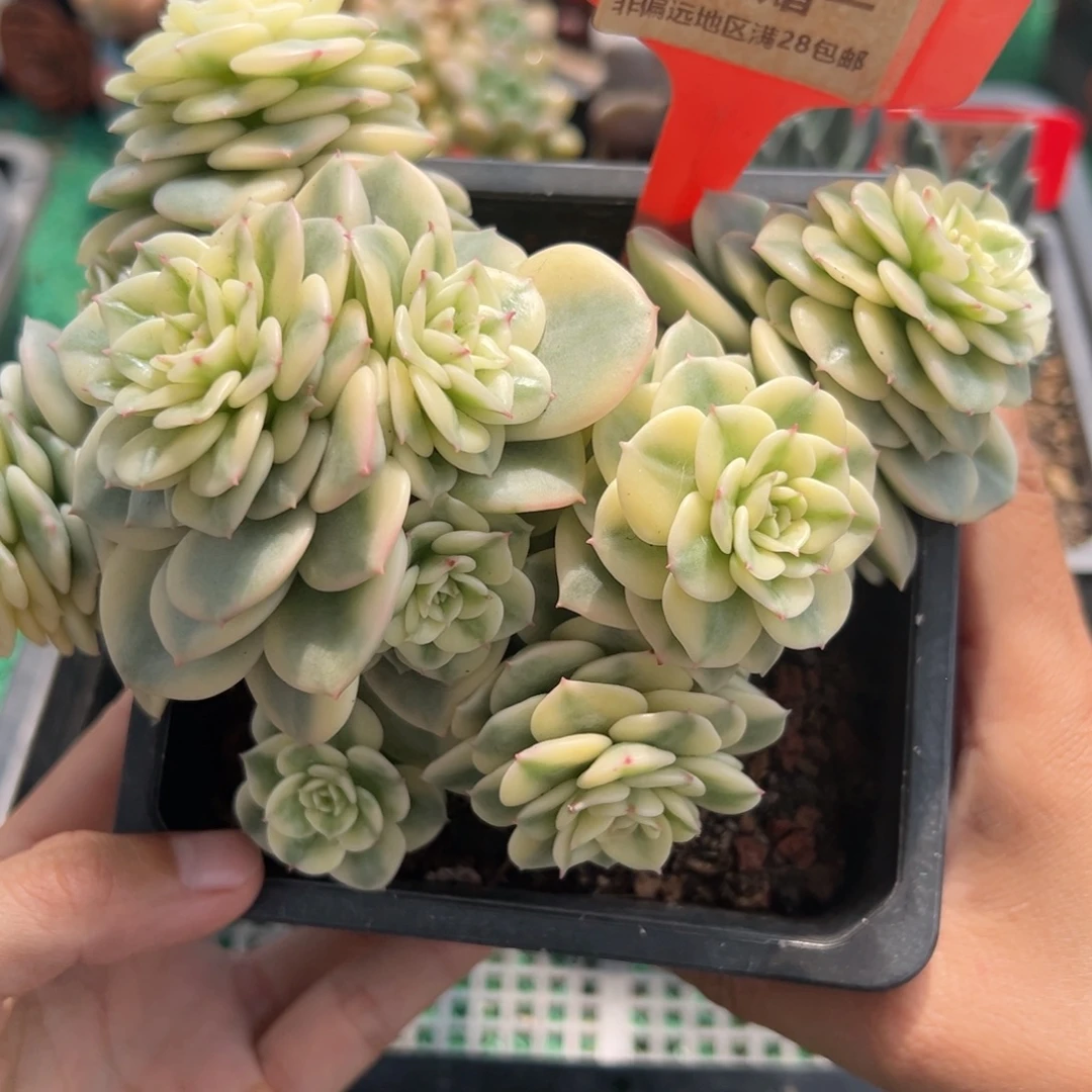 表妹精品多肉植物6261.