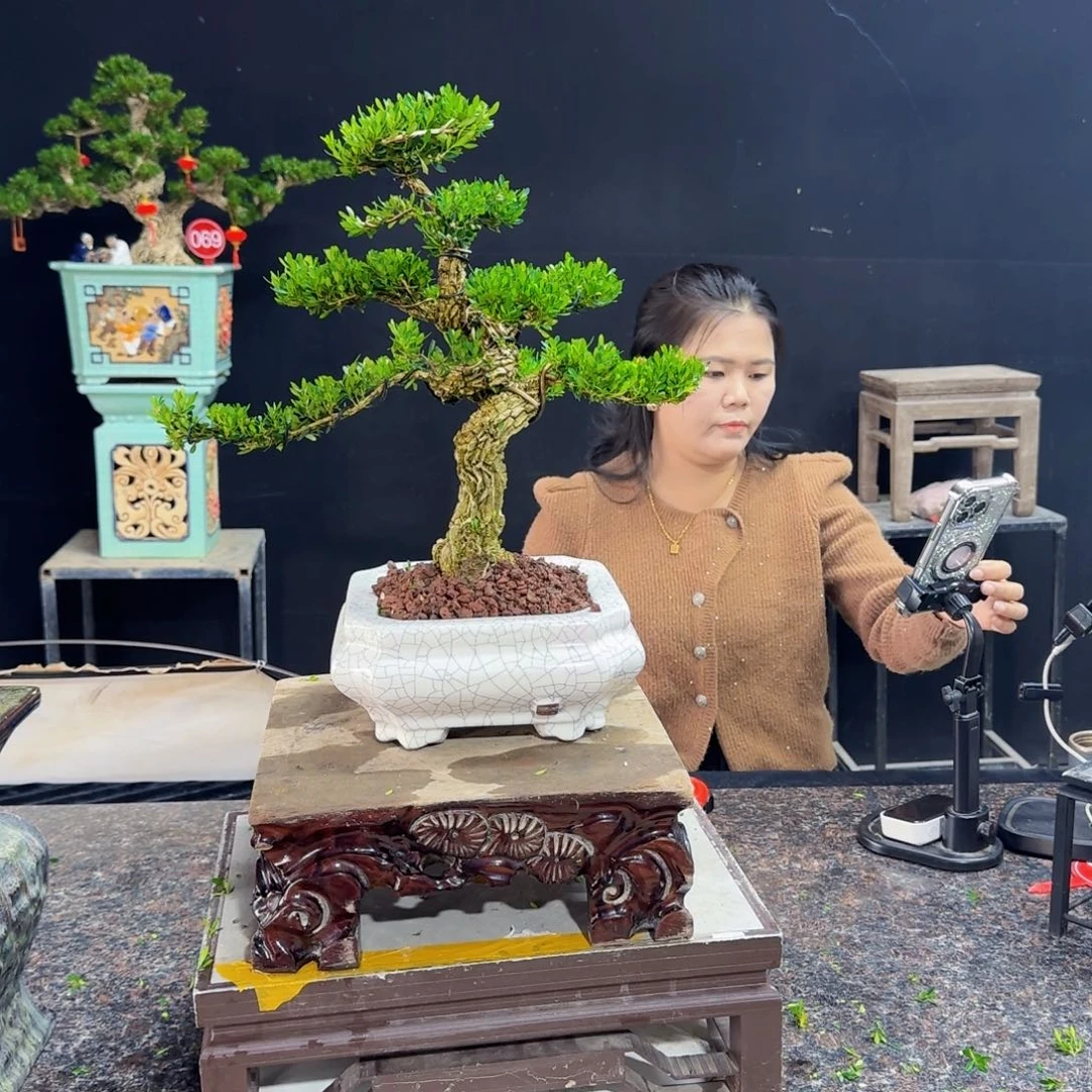 当前无花朵，栽培后可花朵