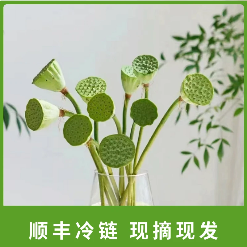 莲蓬荷花干花花束客厅新中式禅意高级感摆设