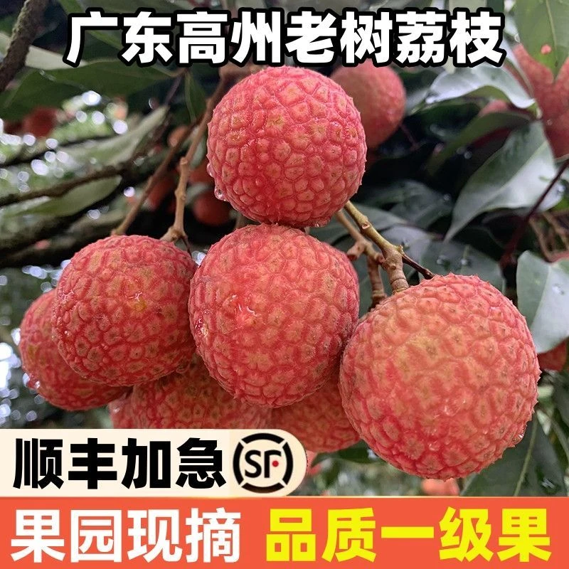【SG专属】高州白糖罂荔枝老树肉滑脆口纯甜新鲜水果整箱顺丰包邮