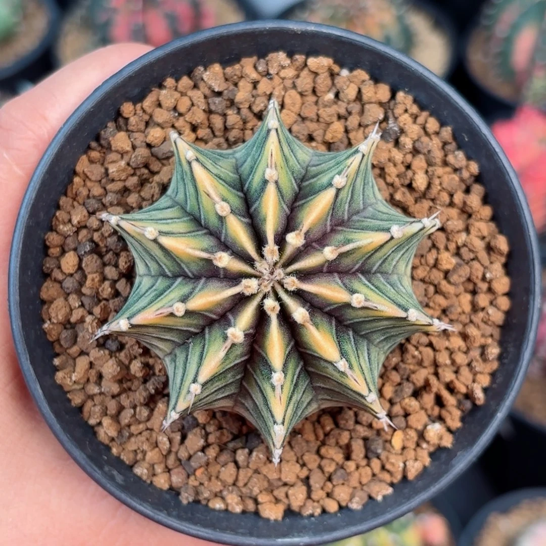 泰系米哈实生肋骨牡丹锦85