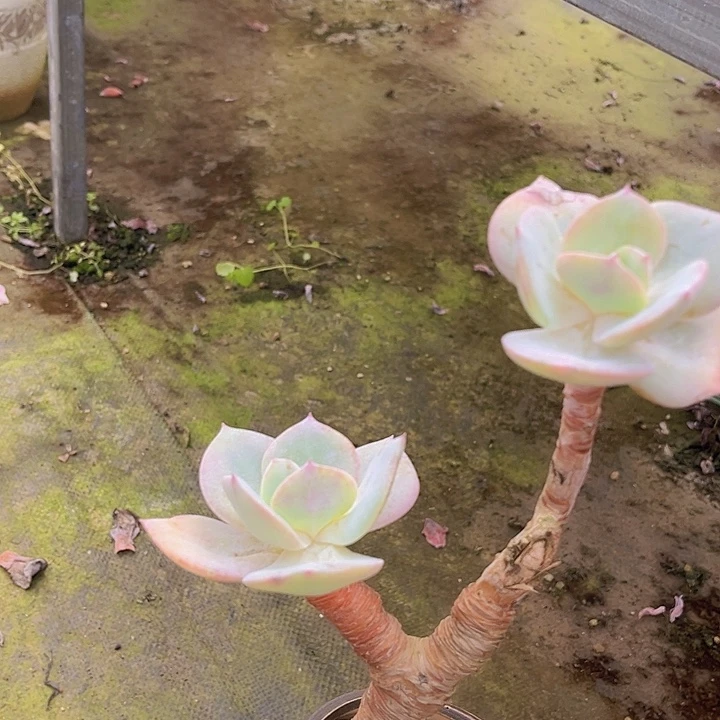 白凤2197多肉植物