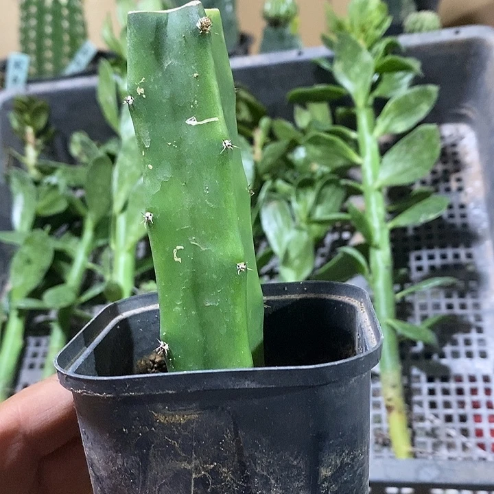 四棱柱铺柱底座4根