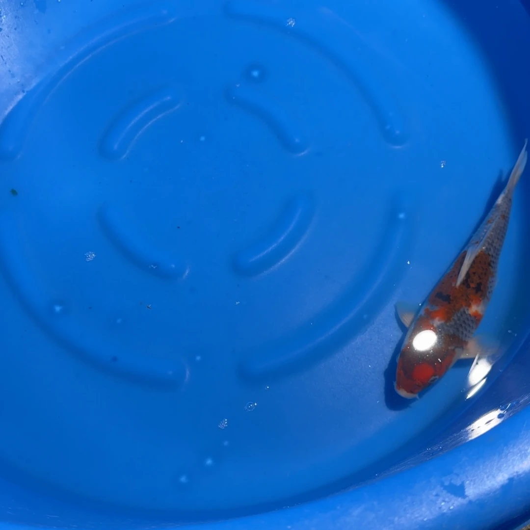 锦鲤郭斌迈巴赫留养级30cm