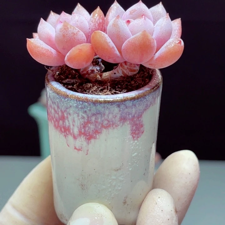 星星雪样品1颗带盆发货2