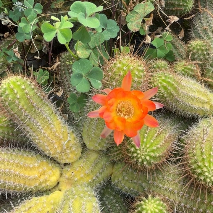 矮胖白檀199侧芽一个