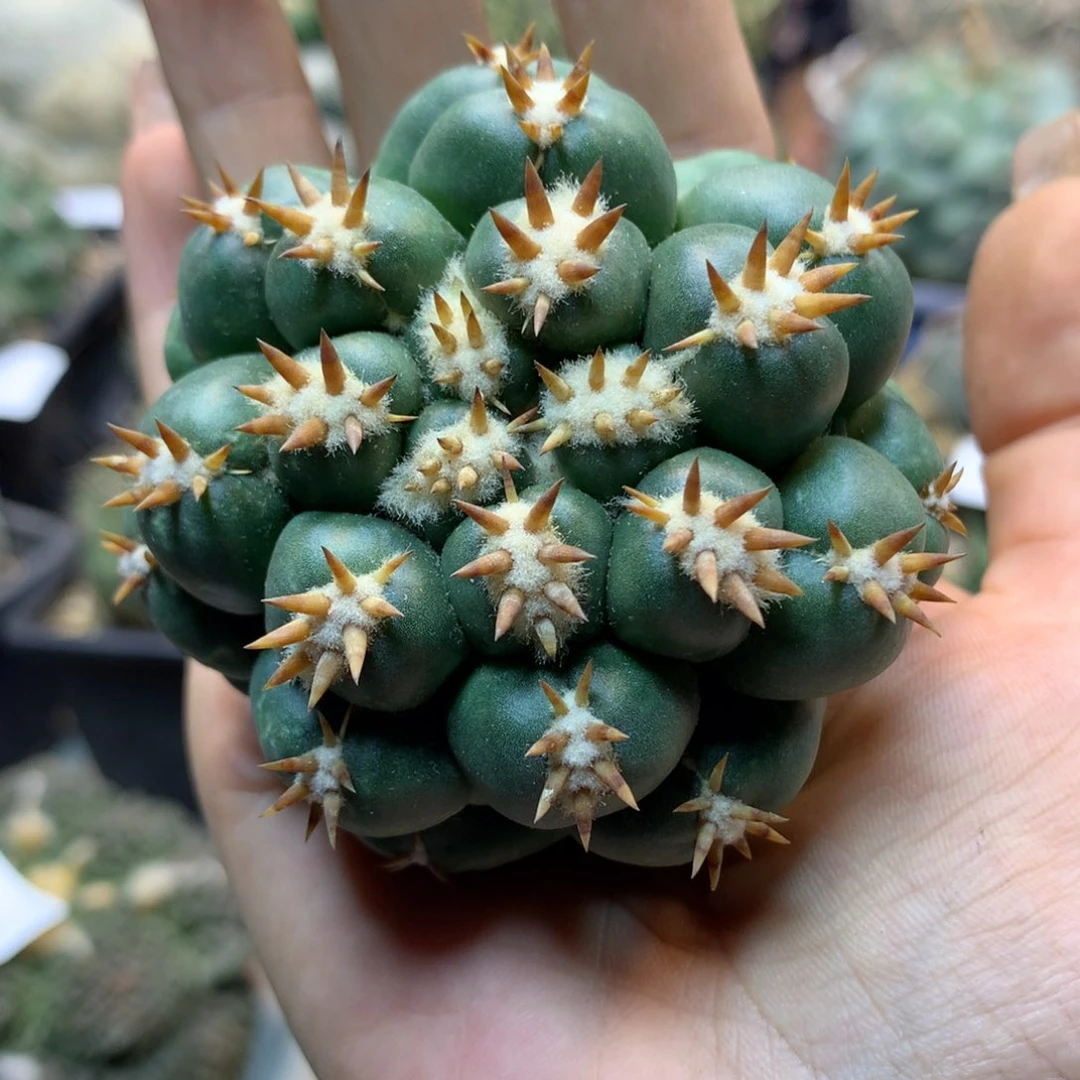 49号 出根芽 螺旋短豪刺獠牙