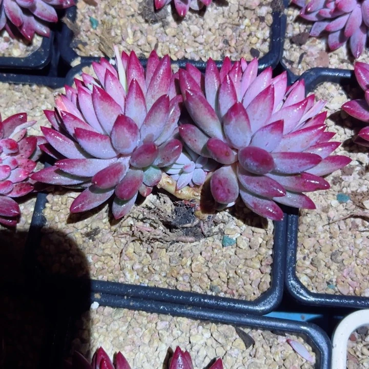 精品多肉植物老桩