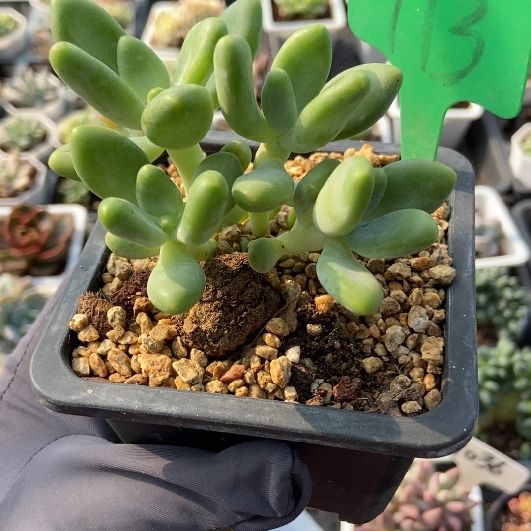 773芒果奶多肉植物