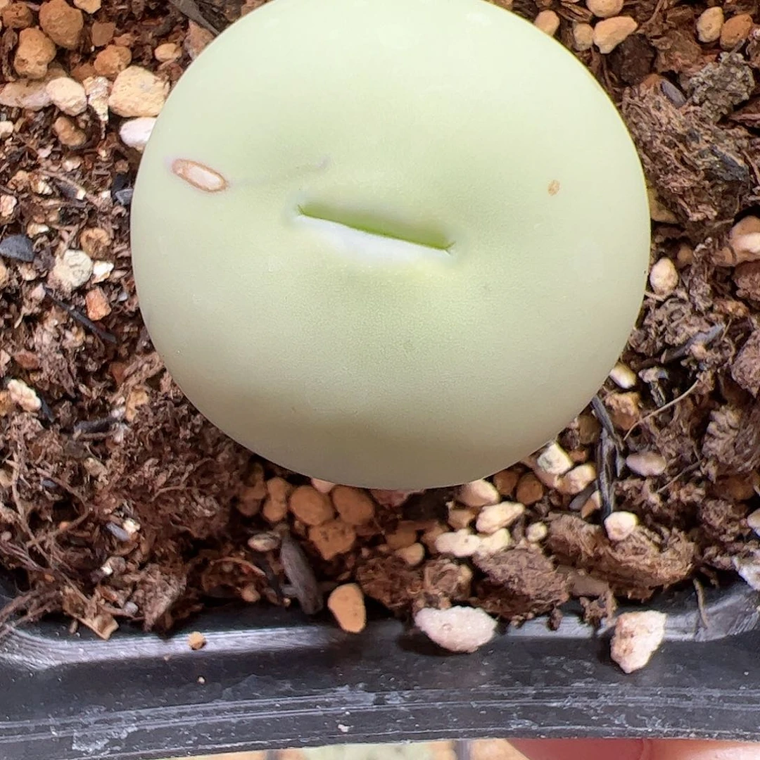 【闪购商品】36 福利大鸽子蛋2.9cm