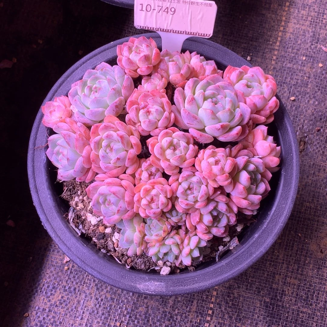 糖心珍妮老桩精品多肉