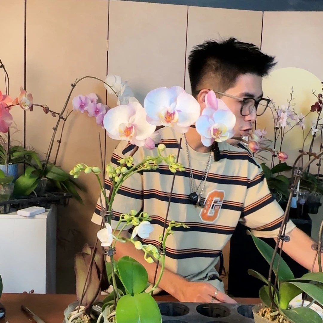 完全开放新品两颗组合/两颗随机发货/花形态可后台备注