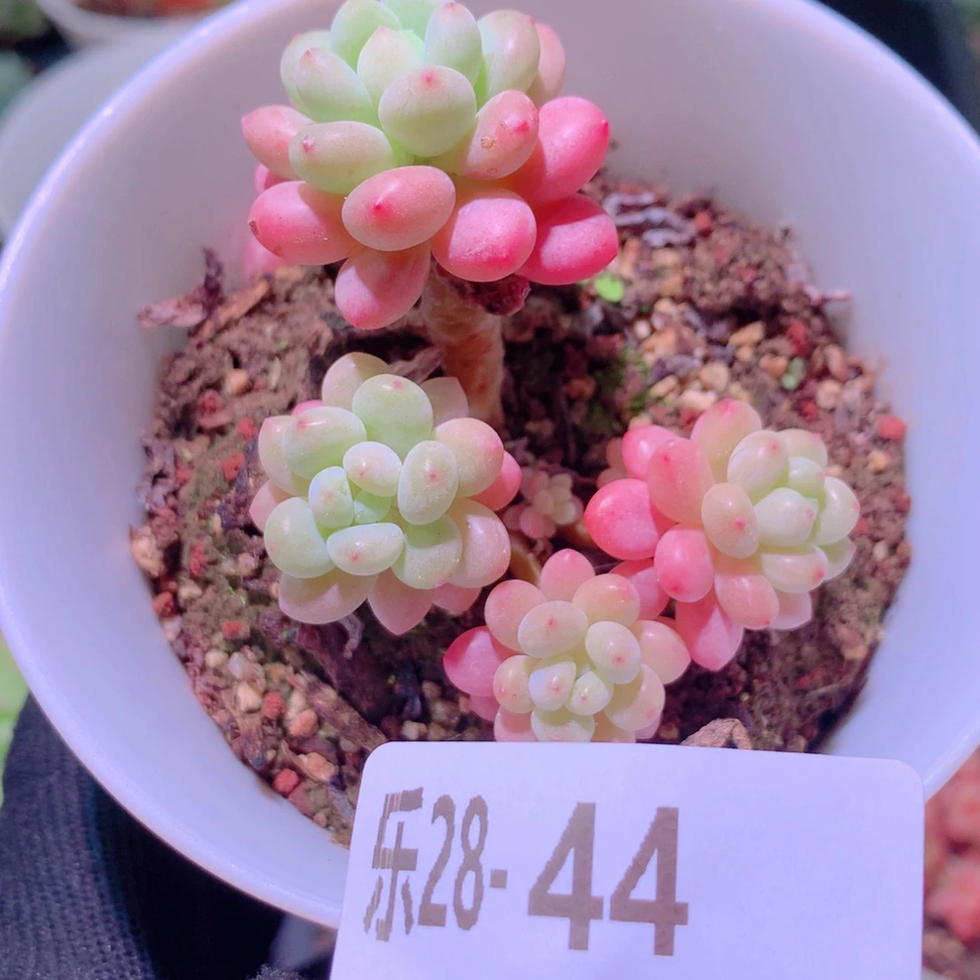 乐然28-44 洛可可群