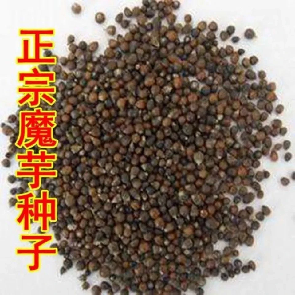正宗一代魔芋种子 云南花魔芋高产消毒脱水白魔芋种子有机魔芋种