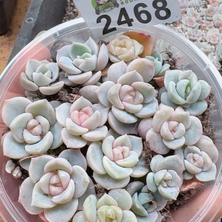 多肉植物多肉植物