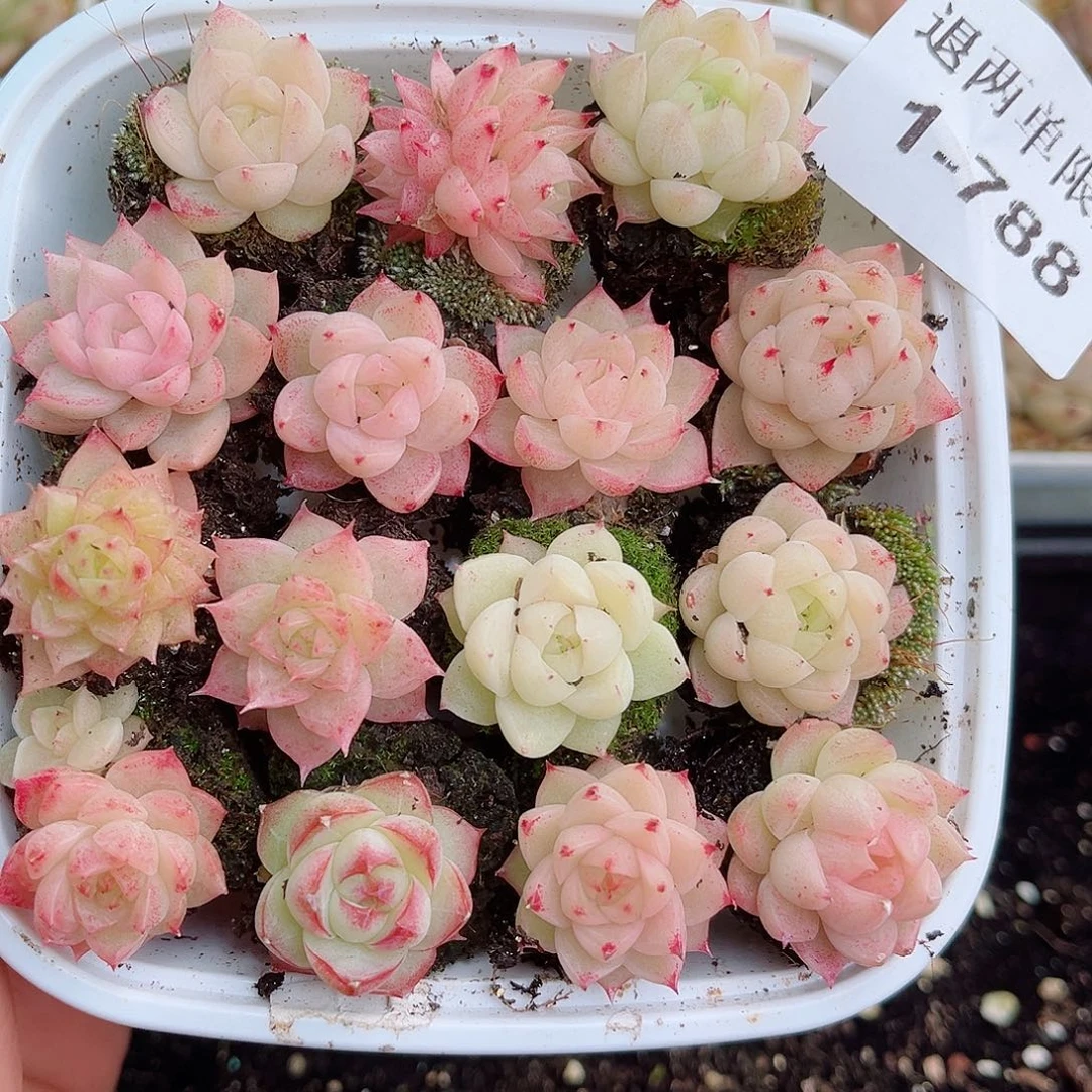 k**i1-788 新疆西藏内蒙不发零度以下拍保温箱不