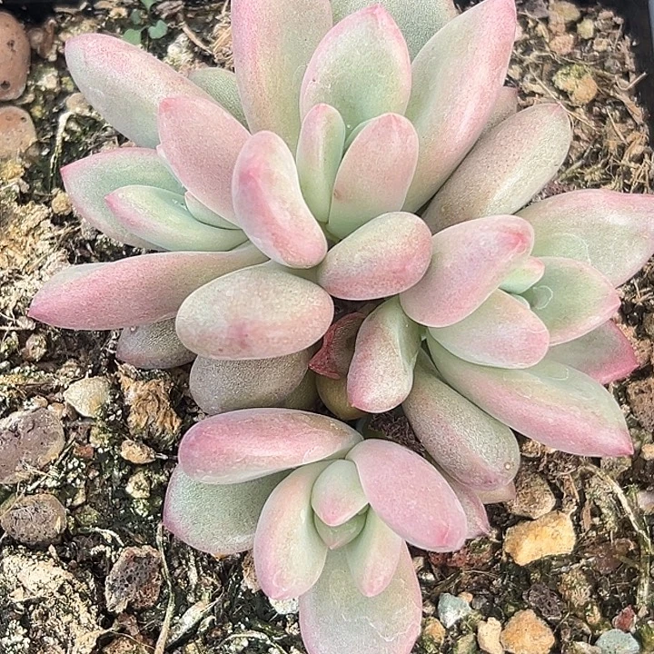 赫本露丝美人特价美人