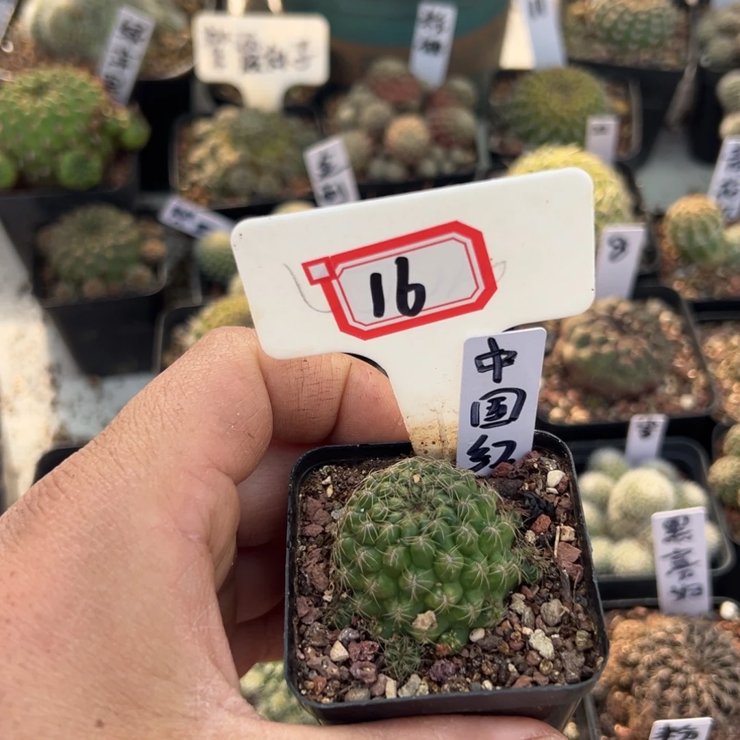 往***嫣16往事多肉园仙人球开花了，