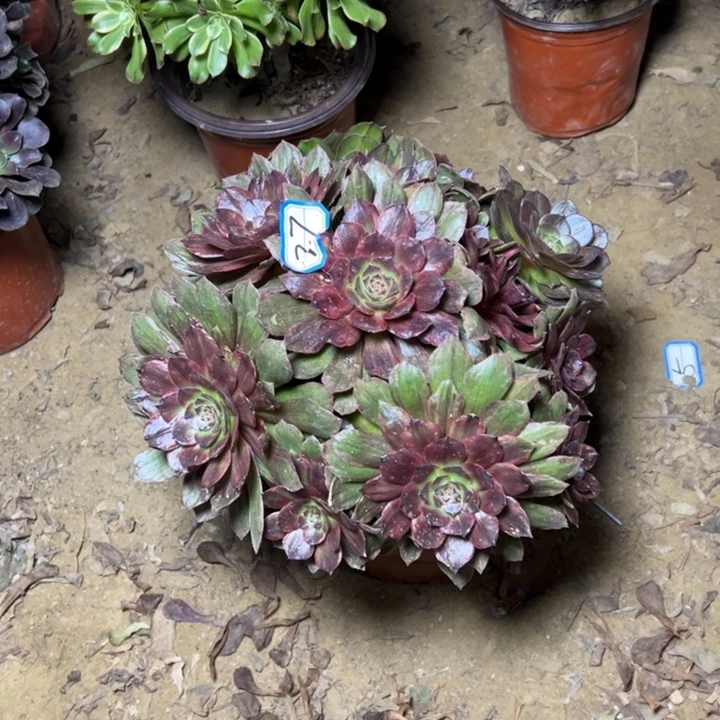 多肉植物红霞法师27