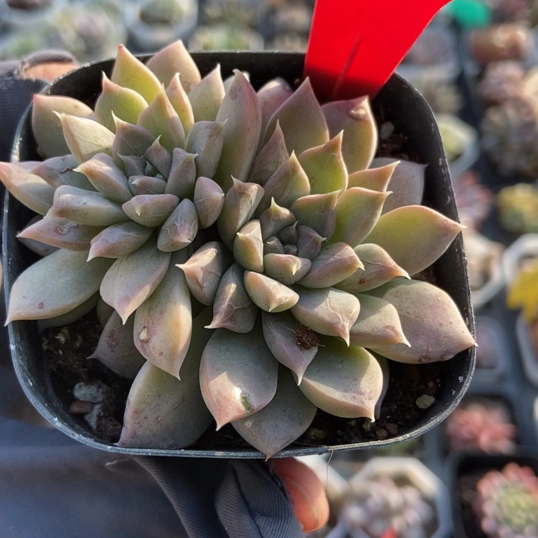 1960幻影美人多肉植物了