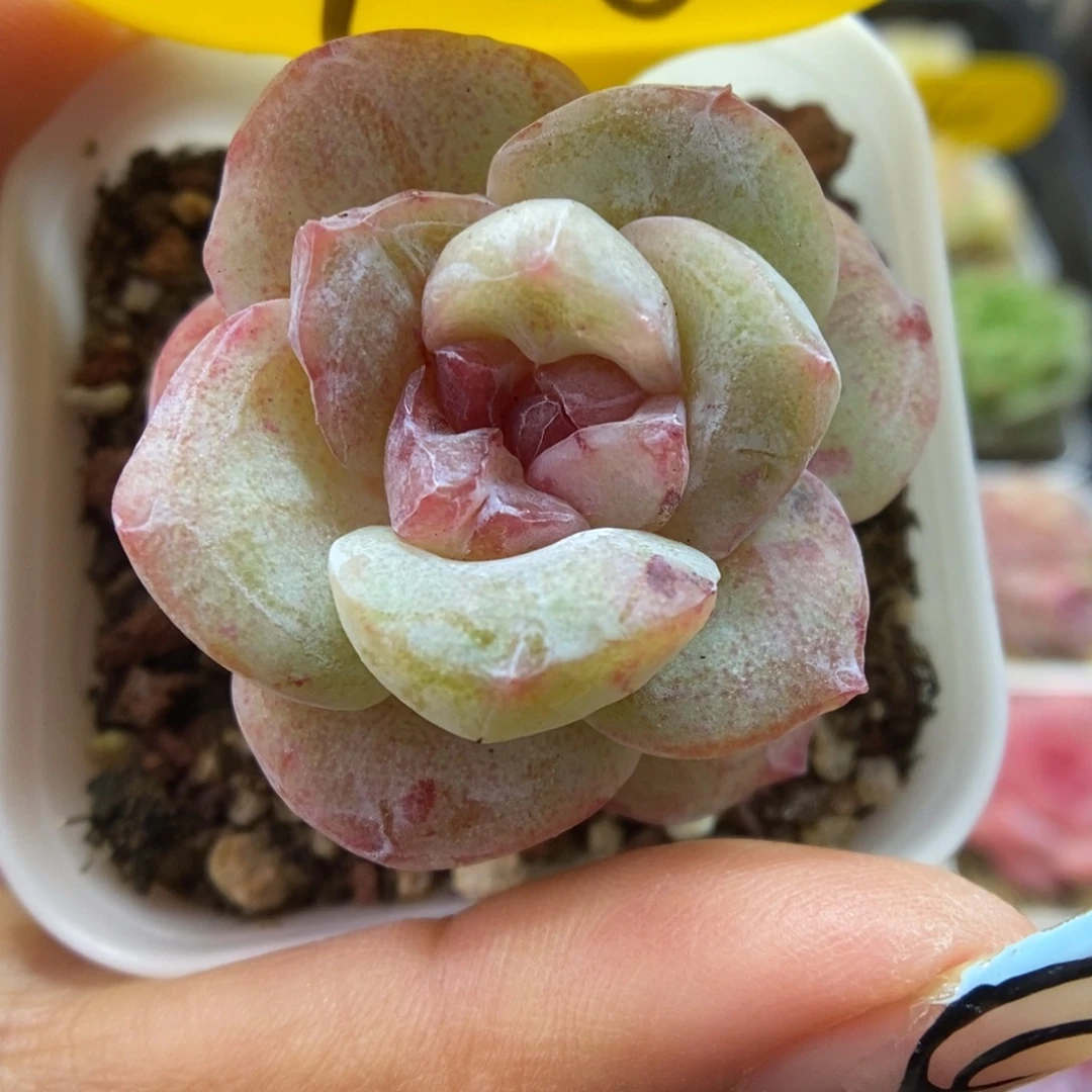 冰玉石化可拍408号。