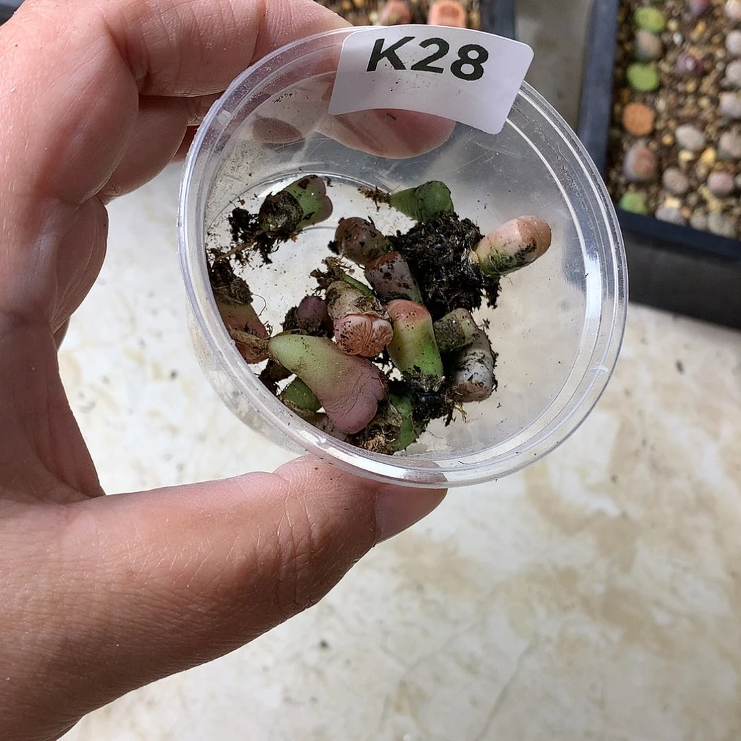 甄*能K28多肉植物保护