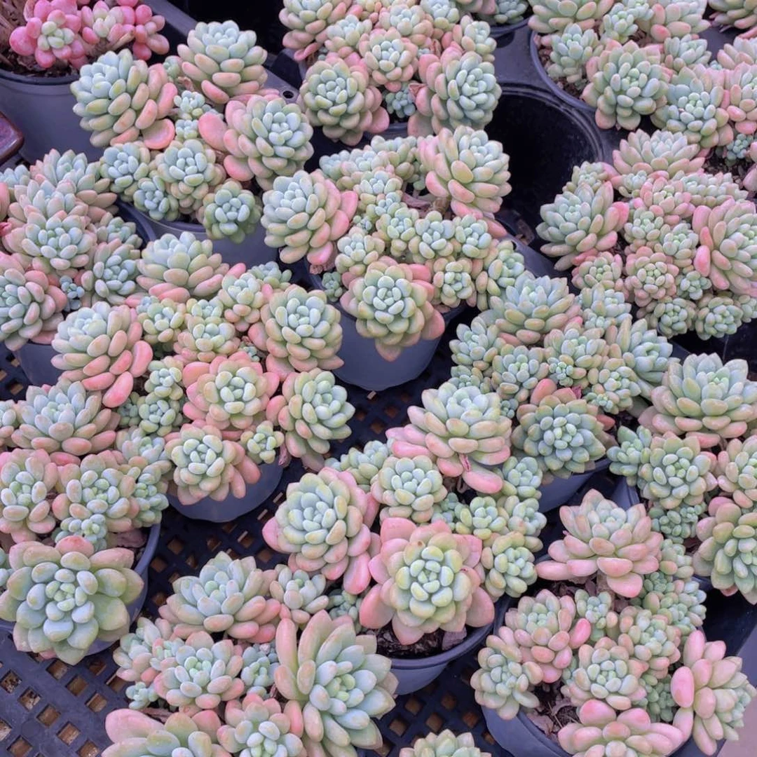 量拍26号 鱼子酱多头大群生一个