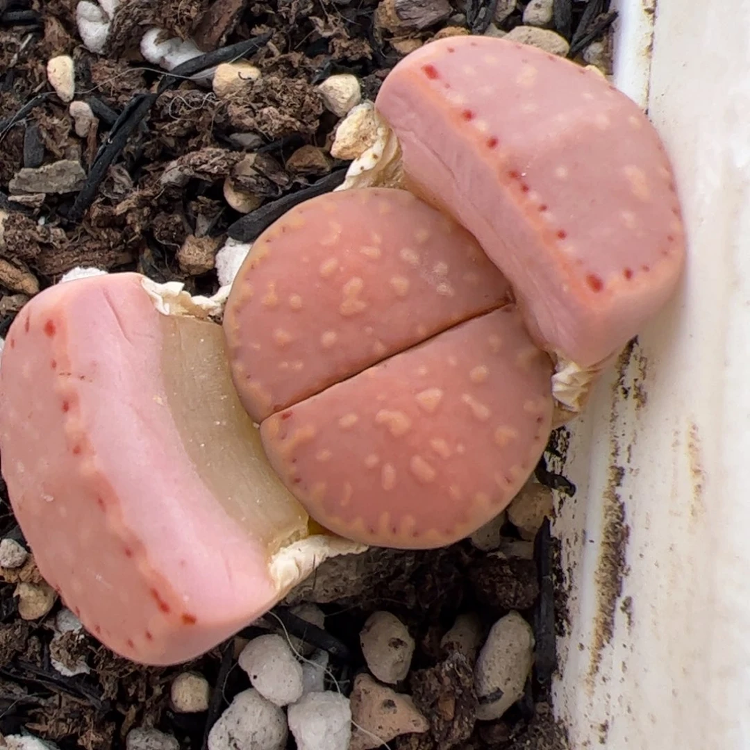 0282号饼干 多肉植物