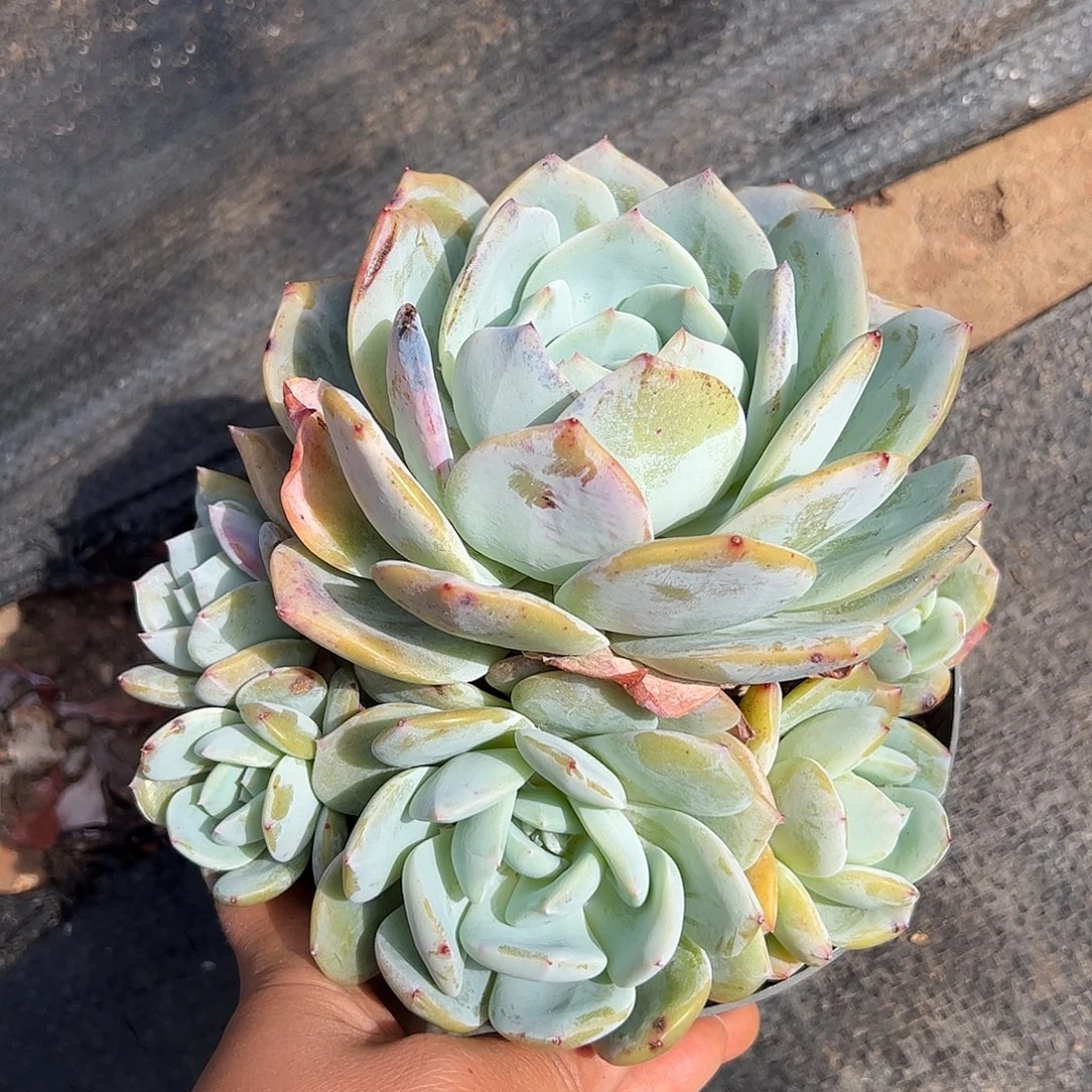 凤橙群生，一物一拍