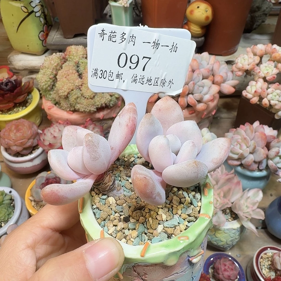 097 含盆土哈哈哈哈哈哈