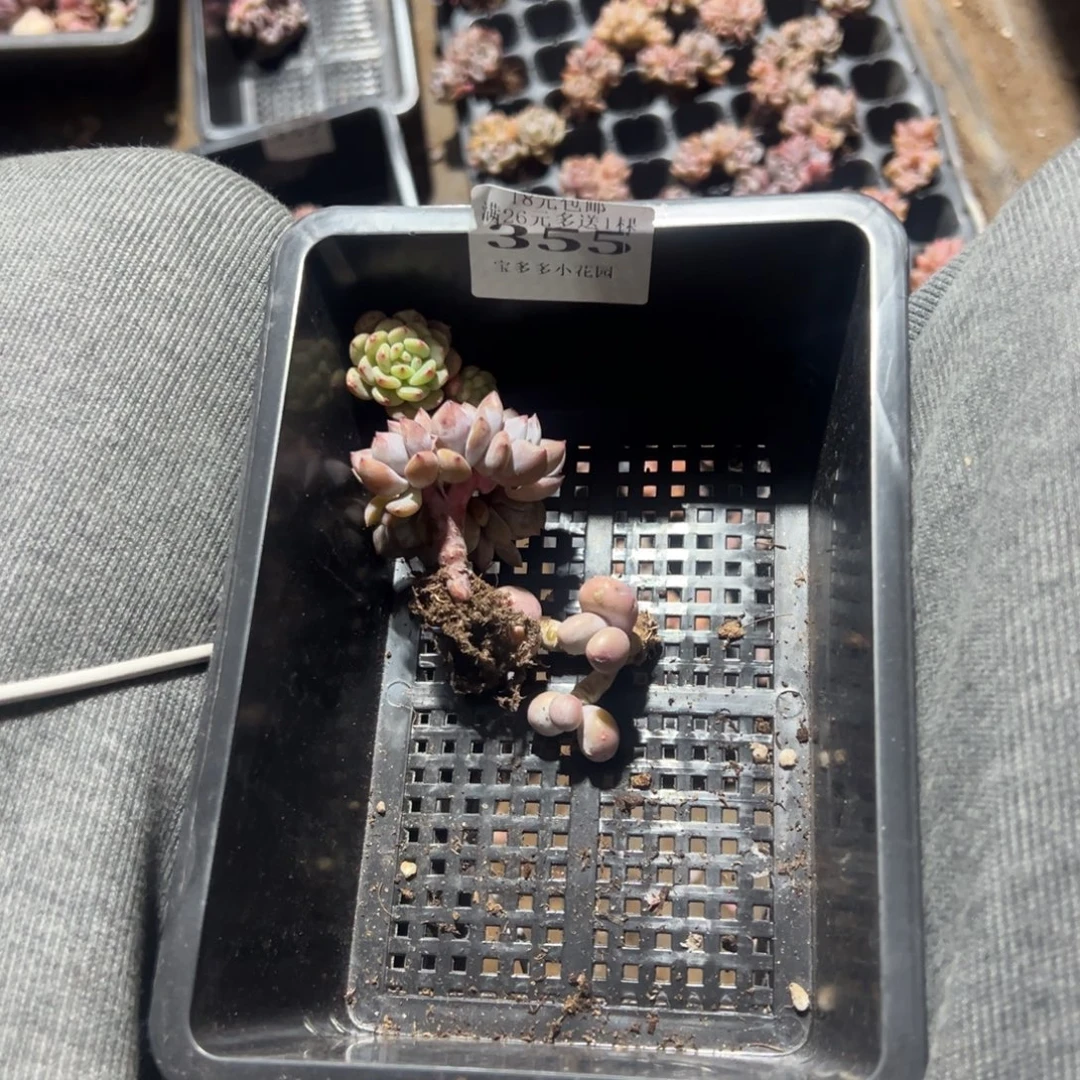 ****355号到手一筐一物一拍