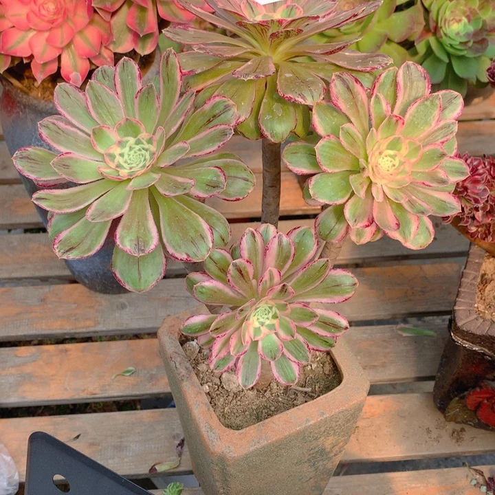 982v锦锦精品法师多肉