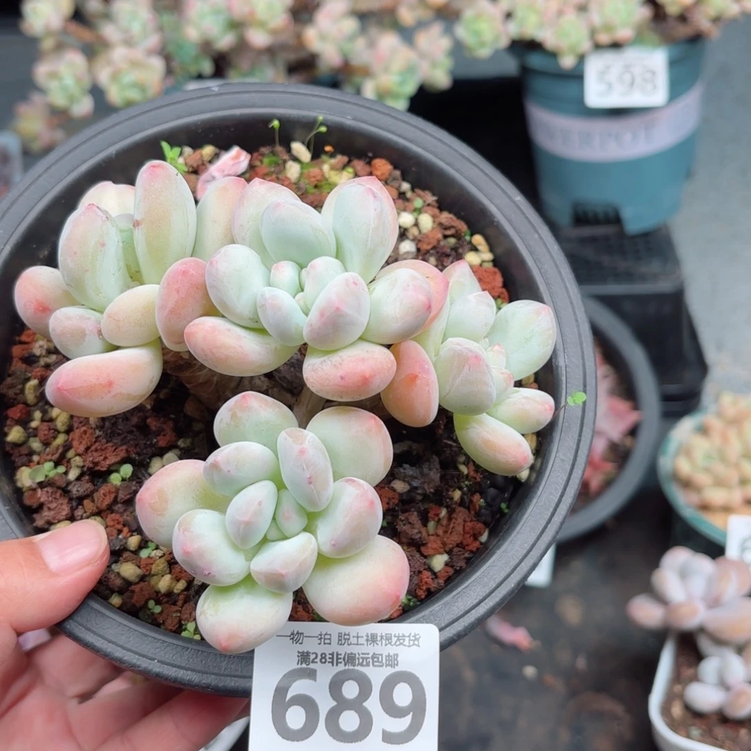 香水老桩无盆土发货