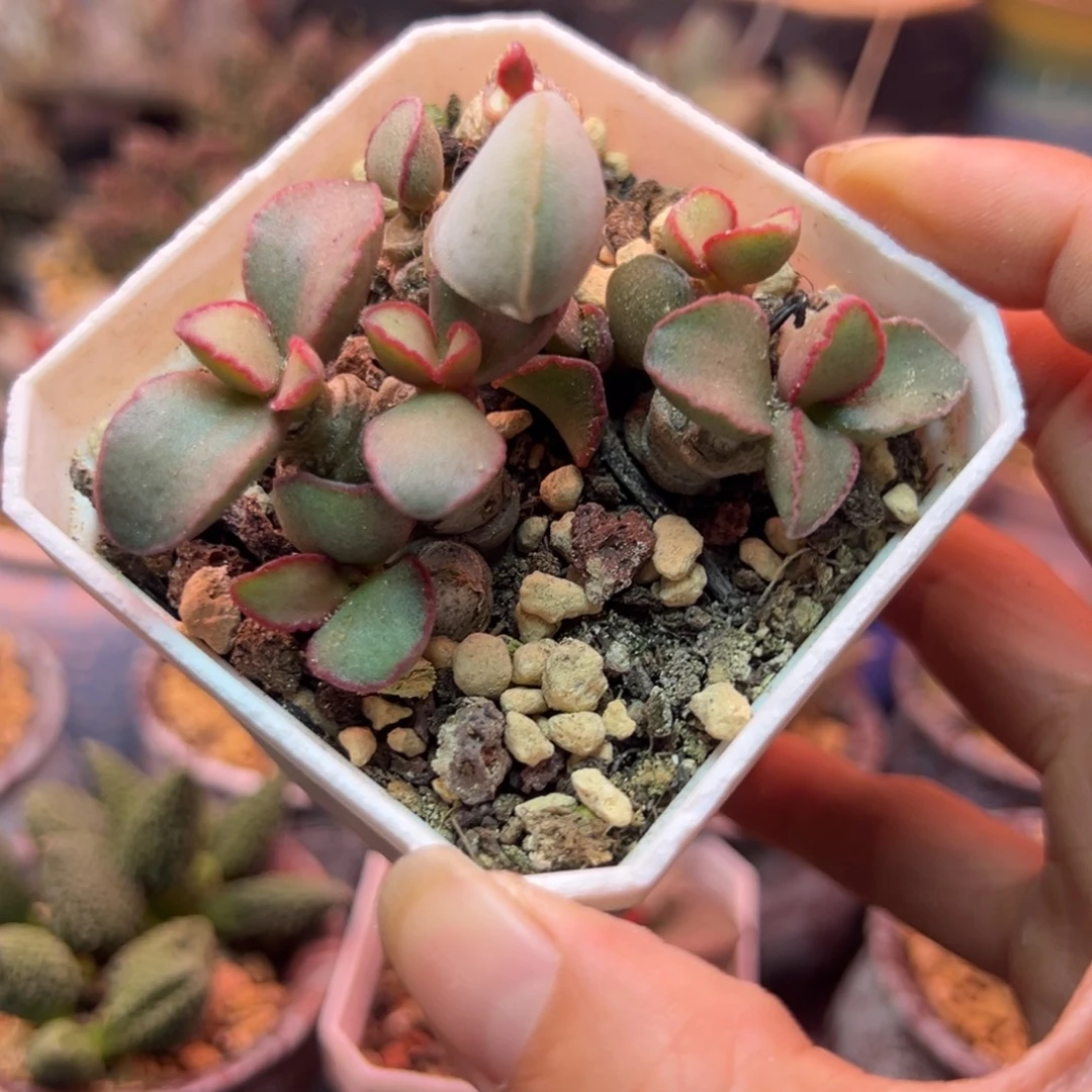 奕***艺好的我知道你在想什么我