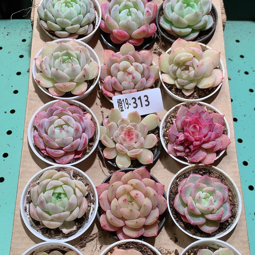 19-313一物一拍带盆18颗