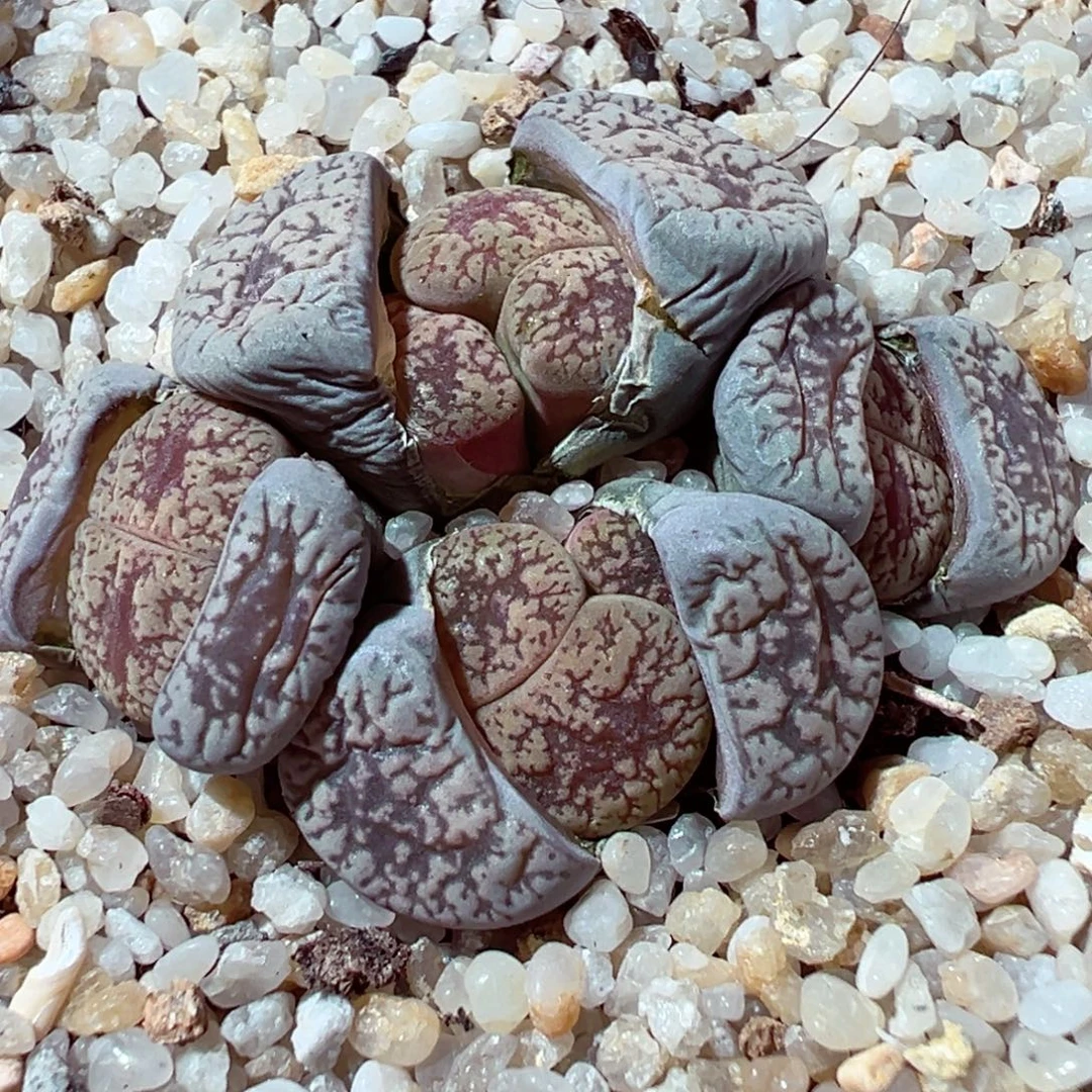 1222-327多肉多日