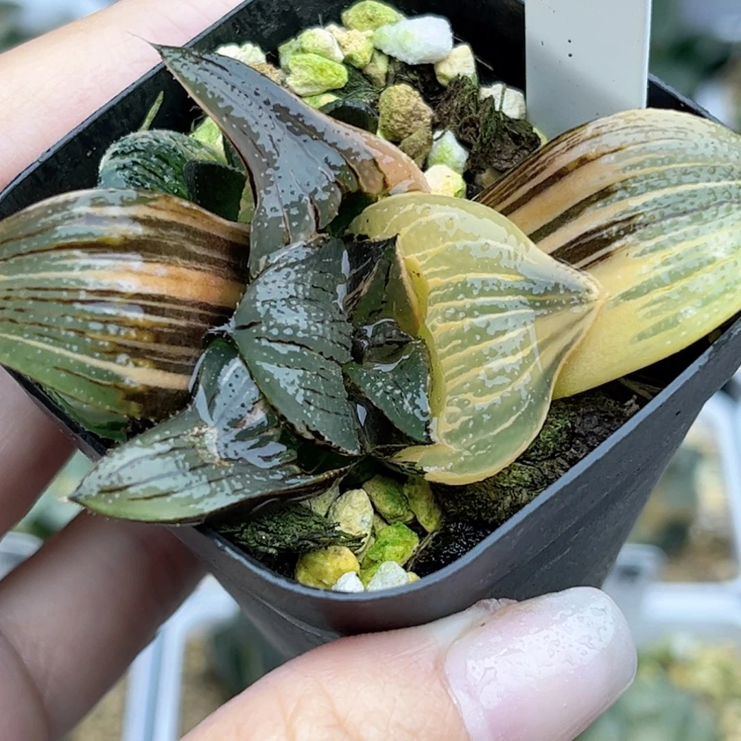 8巨大丸叶茜云芭提雅锦带仔福利专场