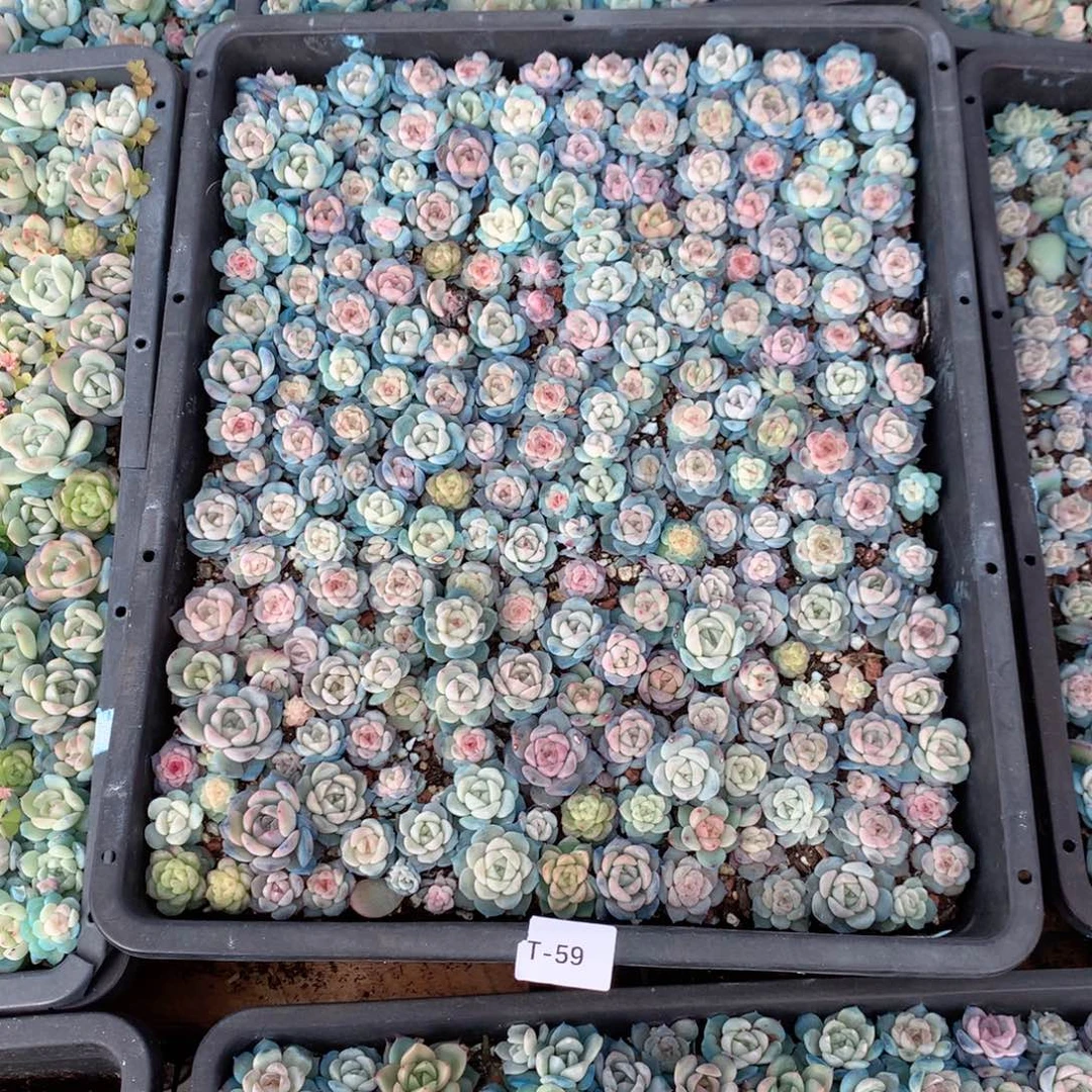 T59英语英语英语英语英语英语